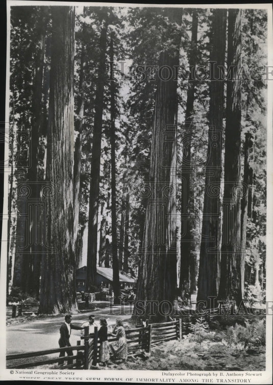Press Photo Sequoias in Redwood National Park, California - Historic Images