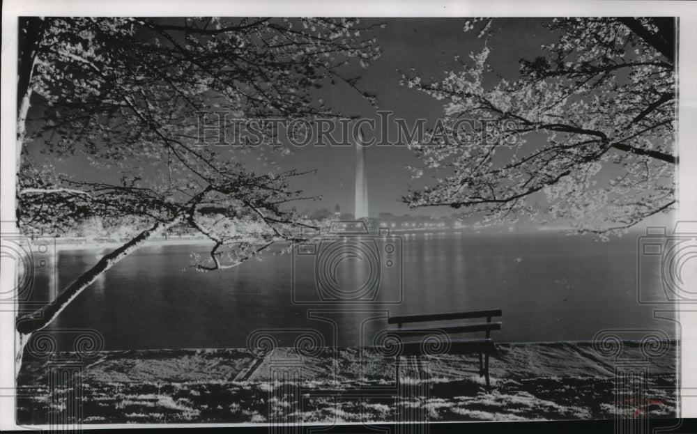 Press Photo Japanese Cherry Trees Across from Washington Monument in D.C. - Historic Images