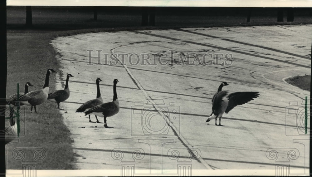 1987 Press Photo Geese on the Brown Deer Park Bike Track - Historic Images