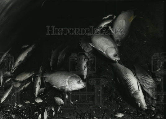 1989 Press Photo Rough Fish Intentionally Killed in Lake Delavan, Wisconsin - Historic Images