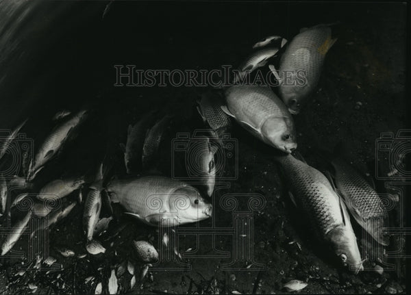 Wisconsin Rough Fish 1989 Rough Fish Intentionally Killed in Lake Delavan, Wisconsin ...