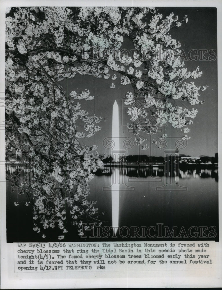 1966 Press Photo Washington Monument, Cherry Blossom Trees, from the Tidal Basin - Historic Images