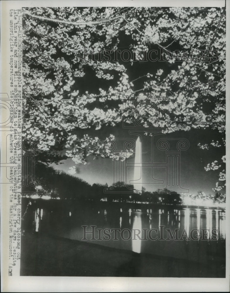 1950 Press Photo Washington Monument Framed in Cherry Blossoms - Historic Images