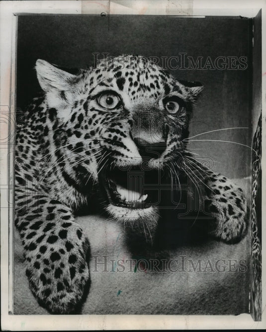 1956 Press Photo Leopards Given To County Zoo From Briggs & Stratton Corporation - Historic Images