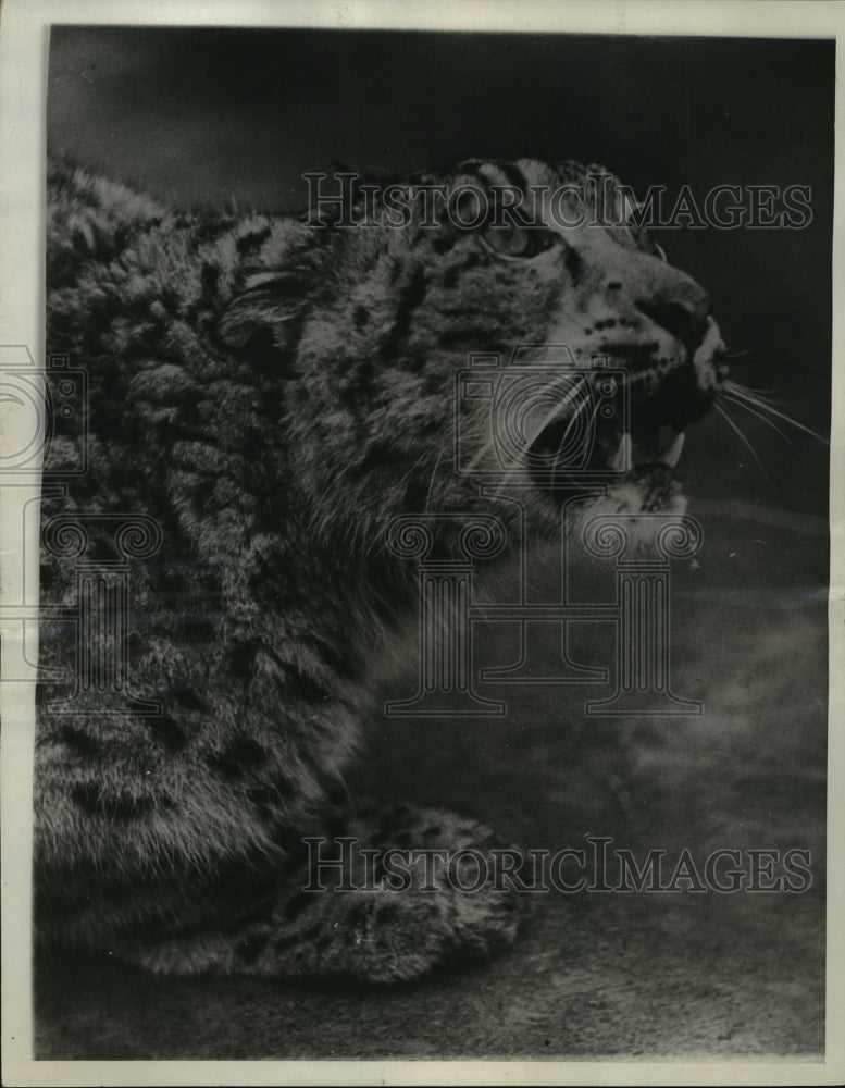 1932 Press Photo Snowy, Leopard in London Zoo - mja55655 - Historic Images