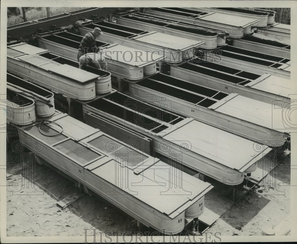 1958 Workers Inspecting Troughs at State Hatchery at Woodruff - Historic Images