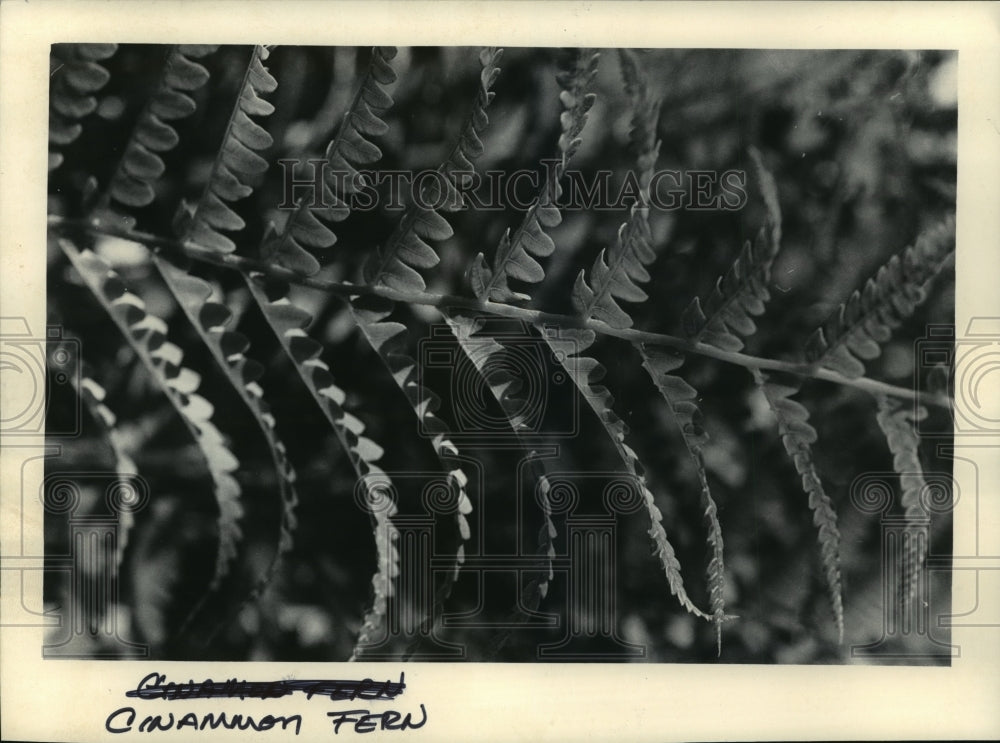 1985 Press Photo Cinnamon Fern in Kettle Moraine Wisconsin State Park-Historic Images