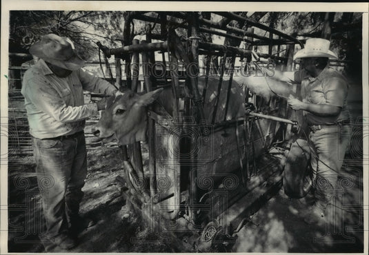 1984 Press Photo Ranch Hands at Twin Oak Ranch Mark Cattle with Branding Iron-Historic Images