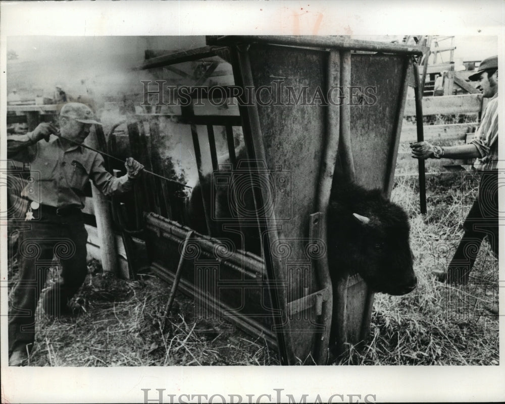 1973 Press Photo Park Employee Brands Bison Calf - mja59180-Historic Images