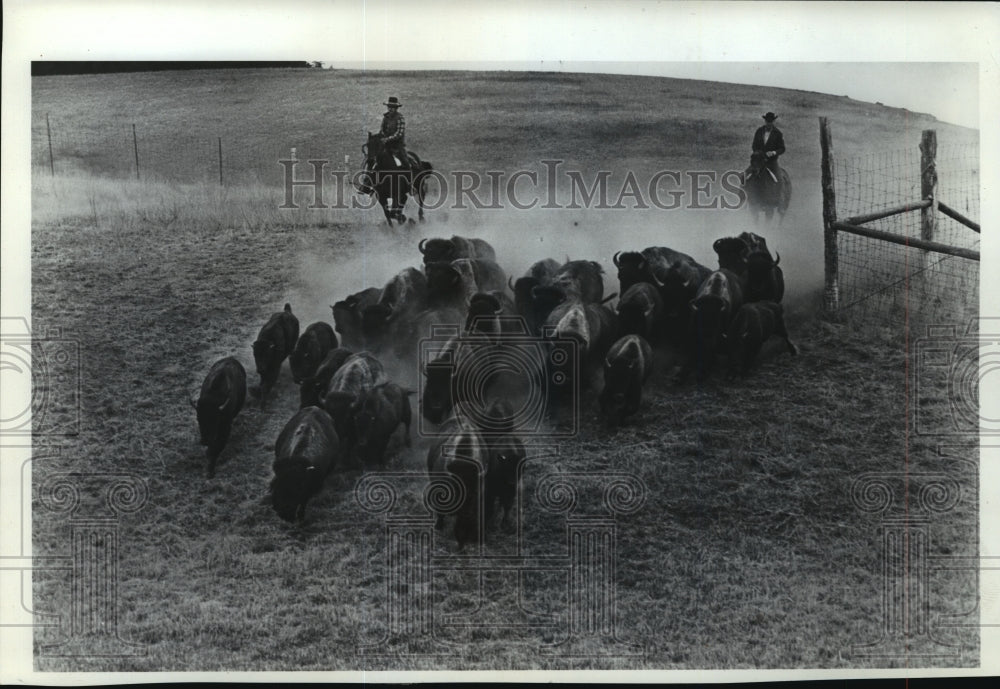 1979 Press Photo Buffalo Herd Being Driven in Montana&#39;s Great Buffalo Roundup-Historic Images