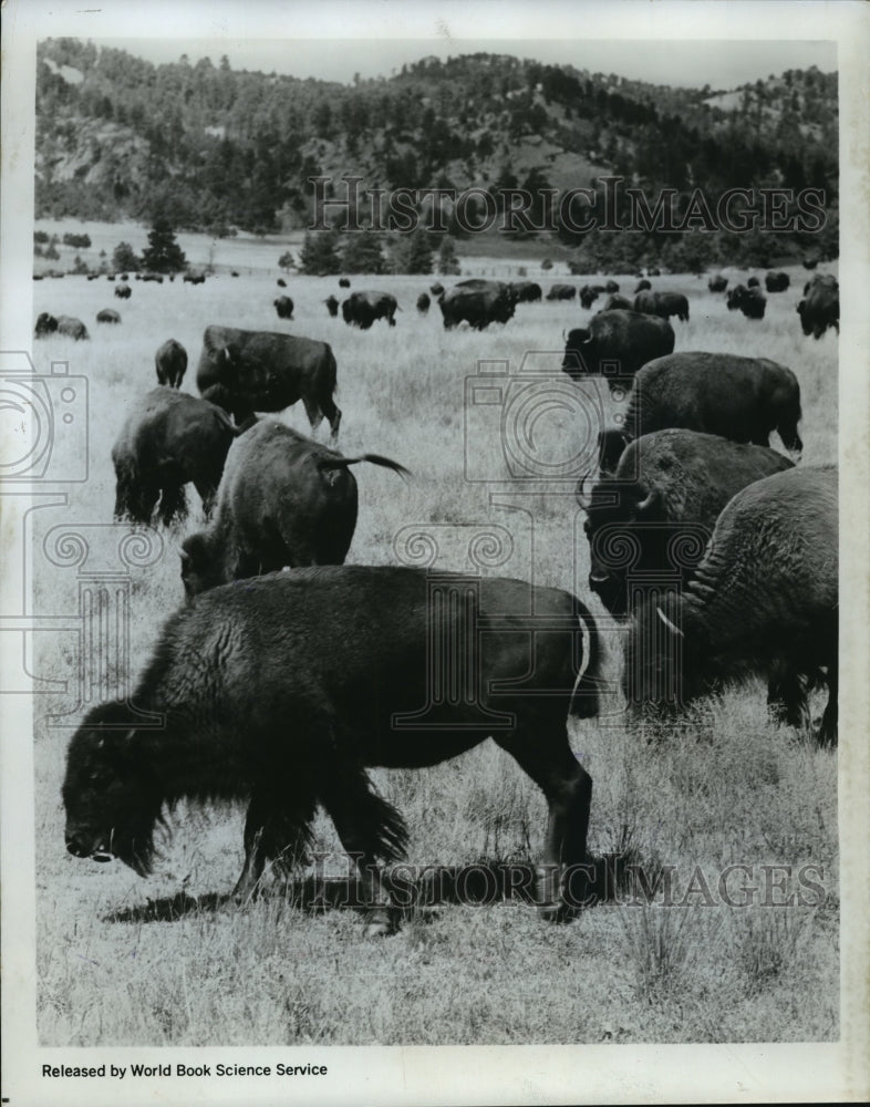 1969 Press Photo Threatened by extinction the American buffalo has been restored-Historic Images