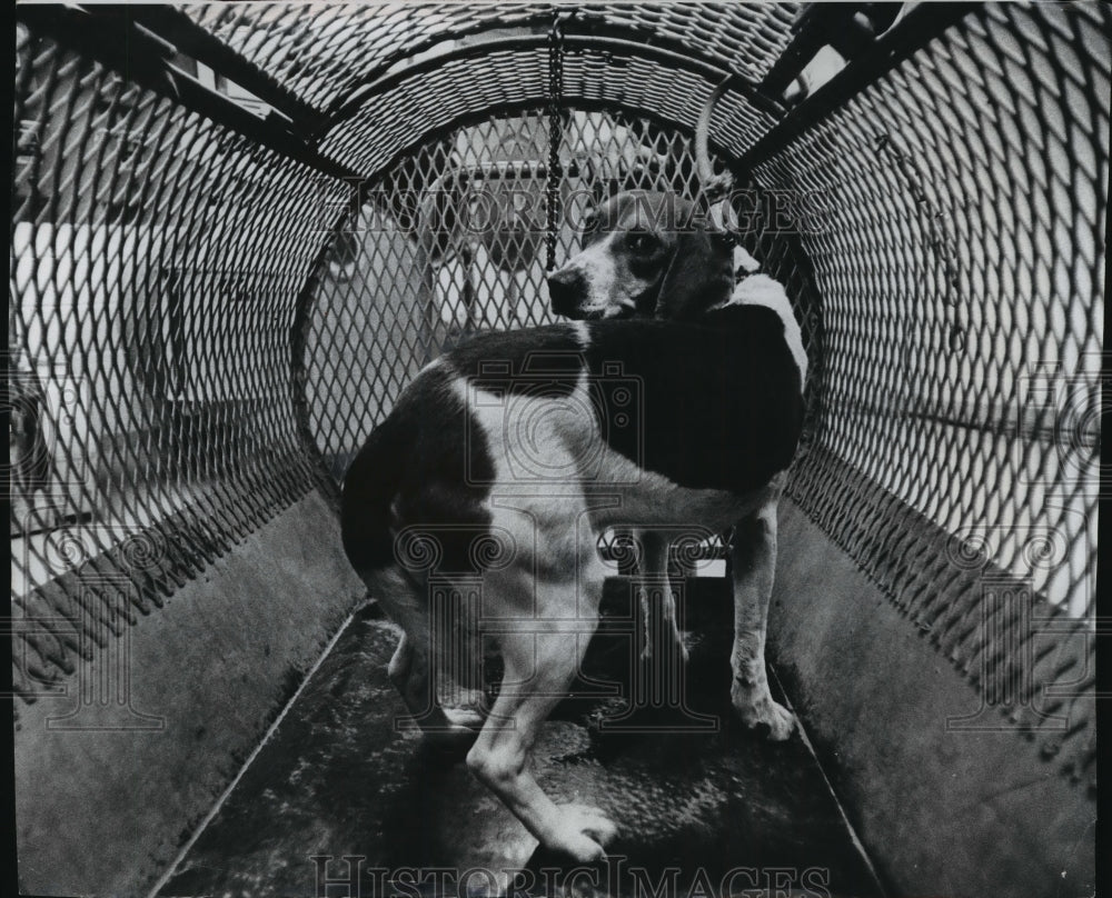 1975 Press Photo Beagle in Wisconsin Humane Society Euthanasia Chamber-Historic Images