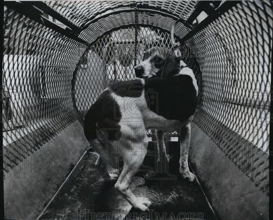 1975 Press Photo Beagle in Wisconsin Humane Society Euthanasia Chamber-Historic Images
