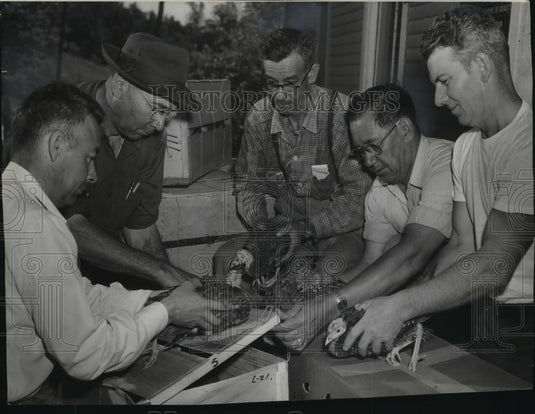 1954 The Menominee reservation conserves virgin timber  - Historic Images