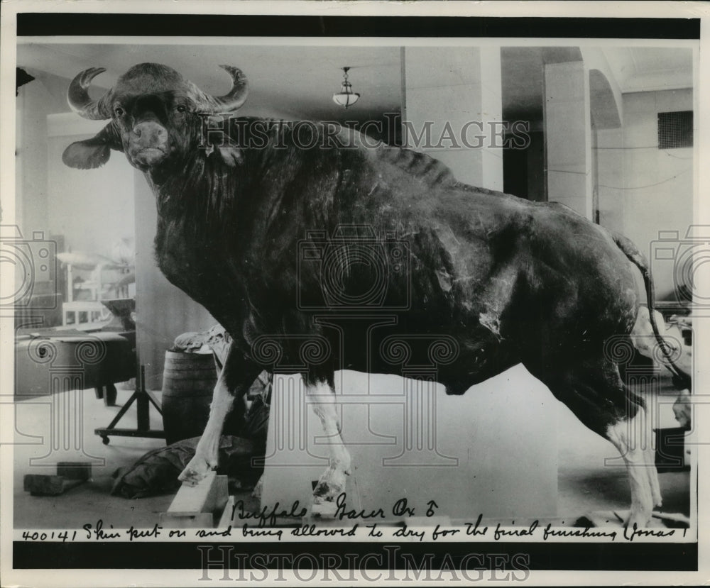 1963 Press Photo Guar Ox in museum - mja62113-Historic Images