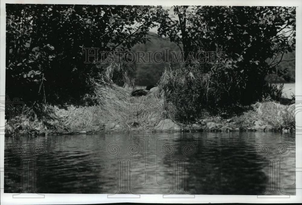 1990 Press Photo Sylvania Wilderness Michigan - mja62336 - Historic Images