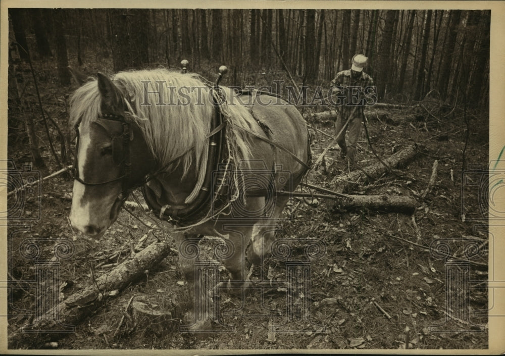 1988 Press Photo Tom Bociek and Belgian Horse, Dusty Chaps in Chequamegon Forest-Historic Images
