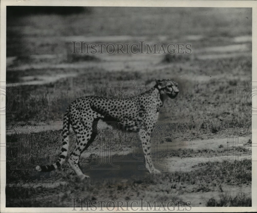 1959 Press Photo Cheetah Standing on African Plain - Historic Images