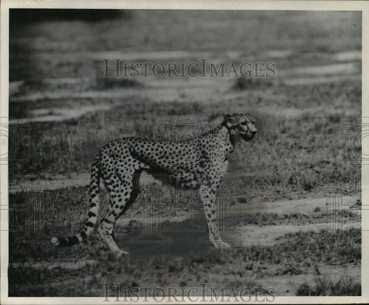 1959 Press Photo Cheetah Standing on African Plain - Historic Images