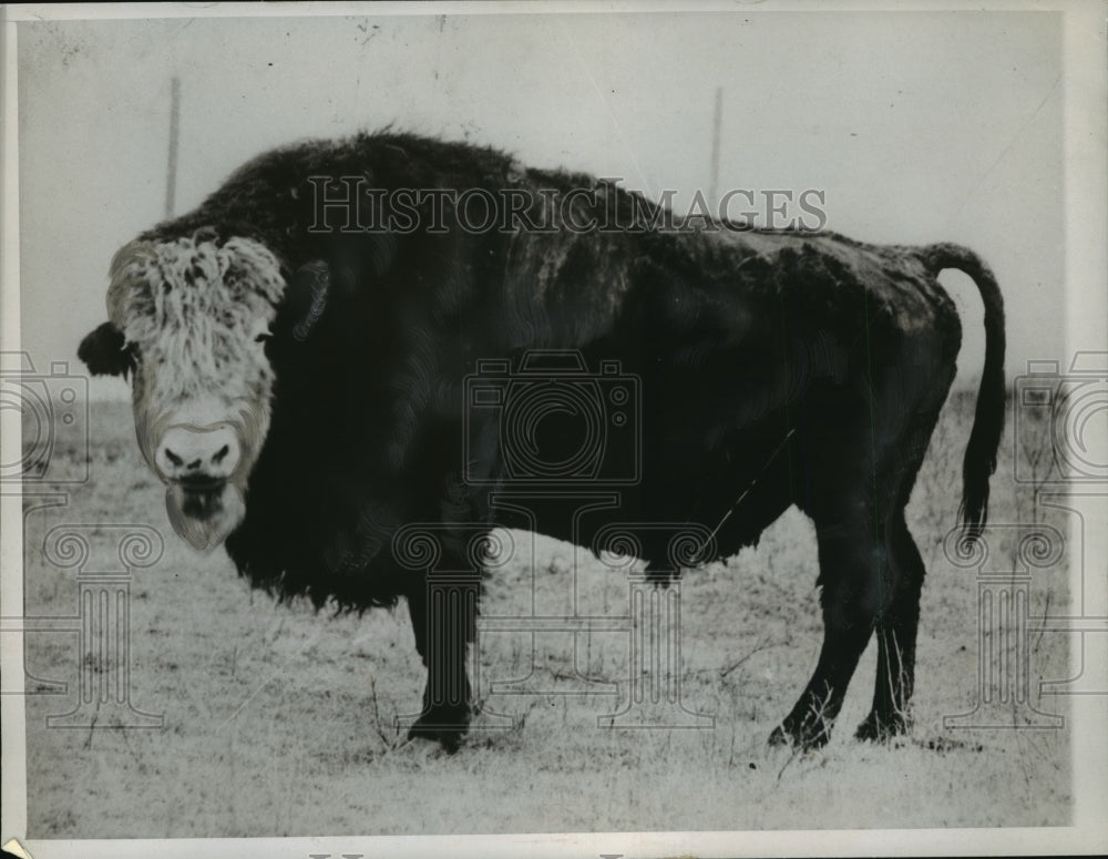 1947 A &quot;Cattalo&quot; on a Ranch at Wainwright, Alta.  - Historic Images