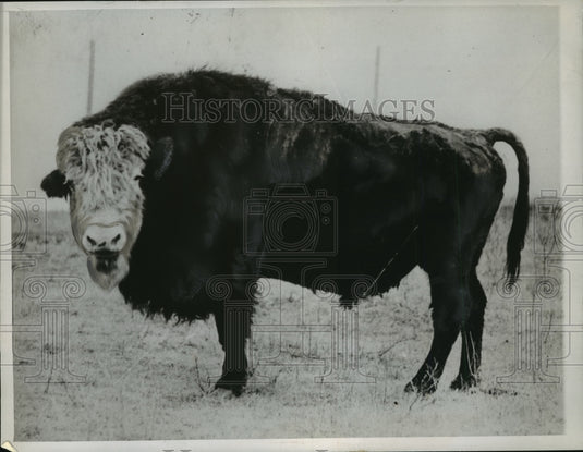 1947 A "Cattalo" on a Ranch at Wainwright, Alta.  - Historic Images