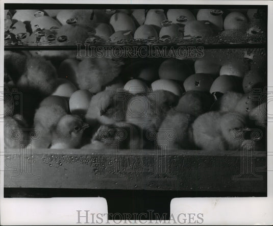 1956 Hatching Chicks  - Historic Images