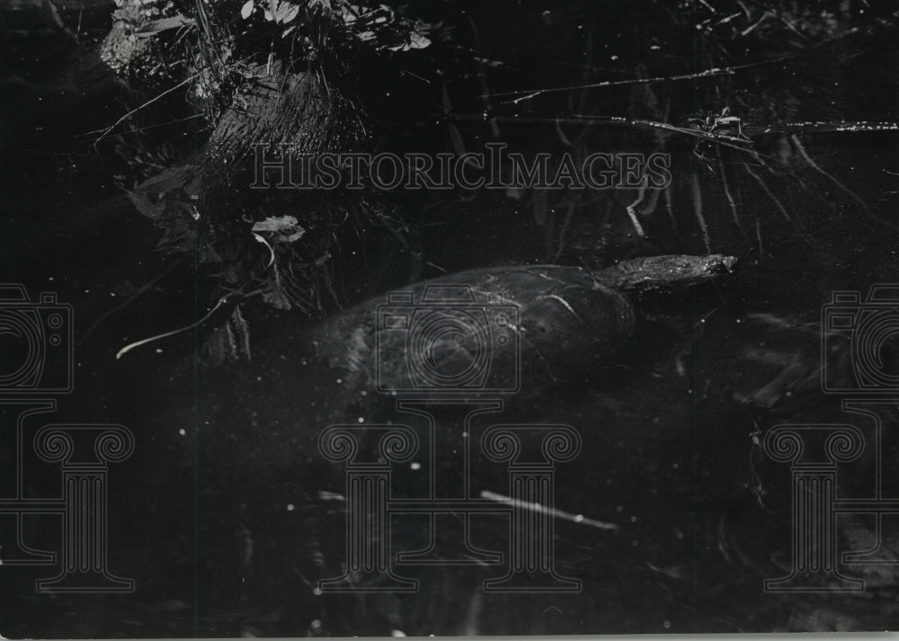 1973 Press Photo Snapping Turtle on Algae Covered Rocks in Machickanee Flowage - Historic Images