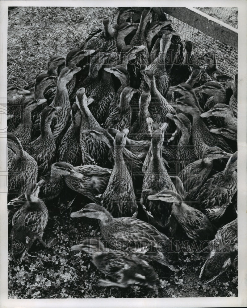 1959 Press Photo Young Mallards Released On Mississippi River Wildlife Refuge-Historic Images