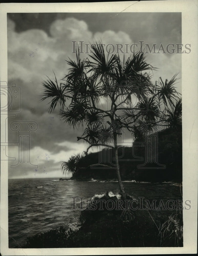 1954 Press Photo Tree and Cliff Faces, Hawaii - mja62763-Historic Images