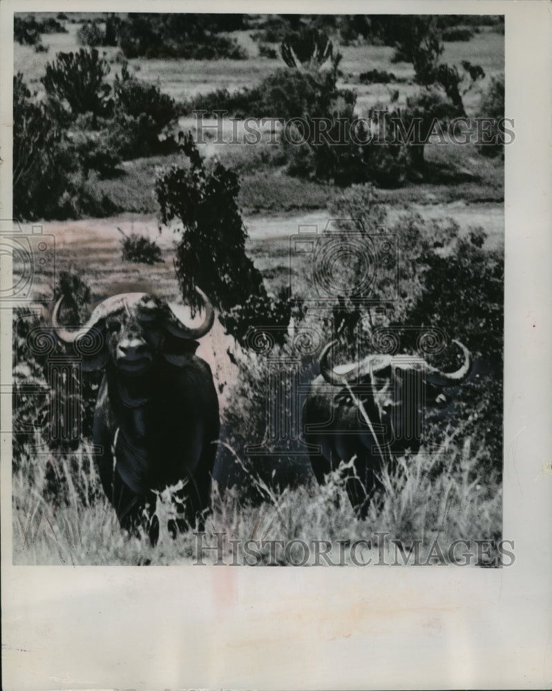 1963 The Dangerous African Buffalo  - Historic Images