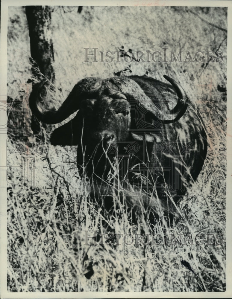 1969 Press Photo Cape Buffalo with Trophy Horns are a Rare Sight - mja63051-Historic Images