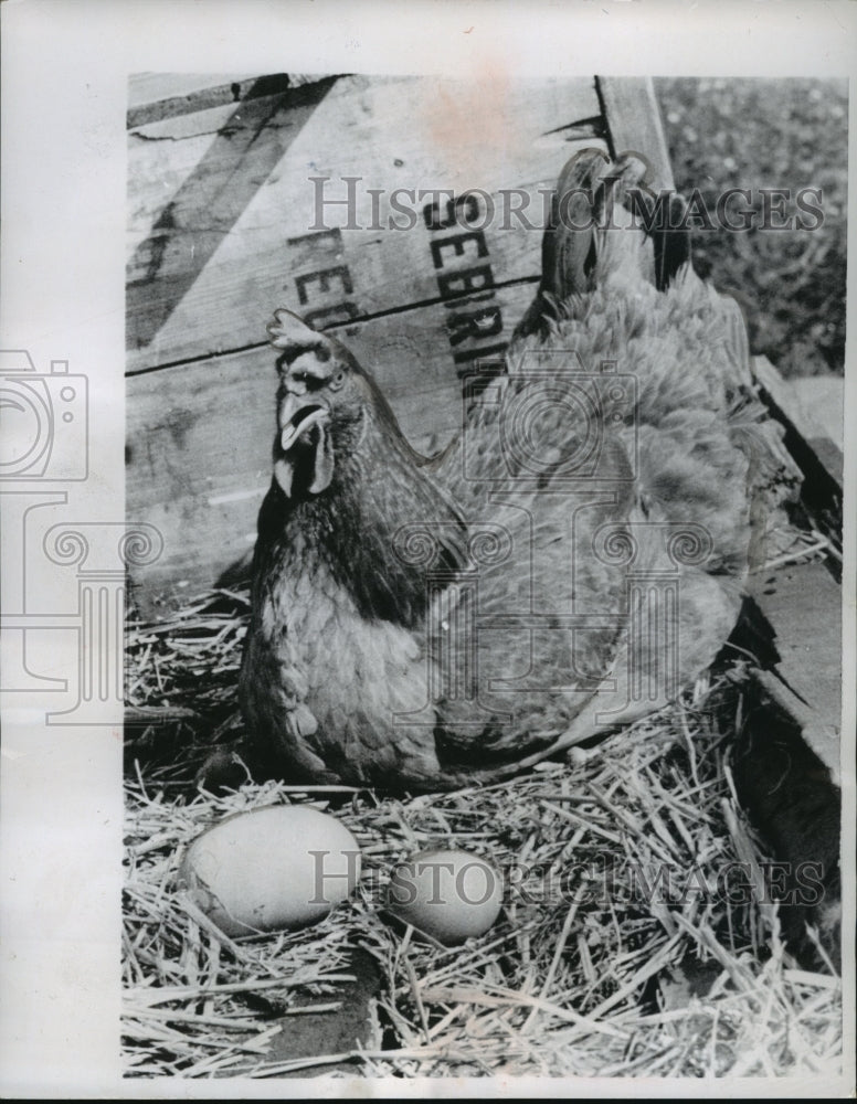 1954 Press Photo Blonnie Collier&#39;s Chicken Laid a Half Pound 4 inch Egg in Miami - Historic Images