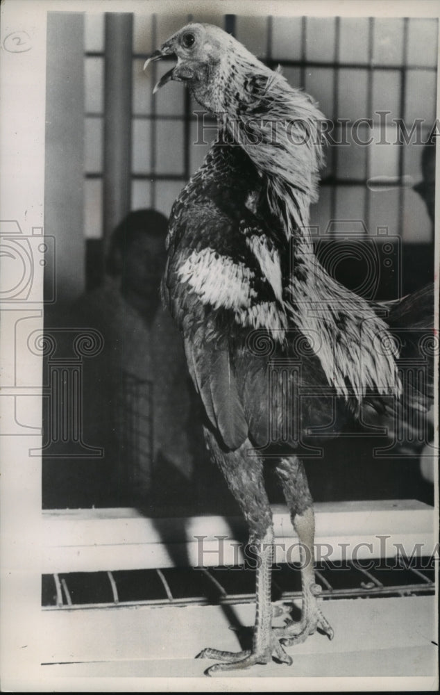 1962 Press Photo John Mathys&#39; Rooster Won the Indiana State Fair with 81 Crows-Historic Images