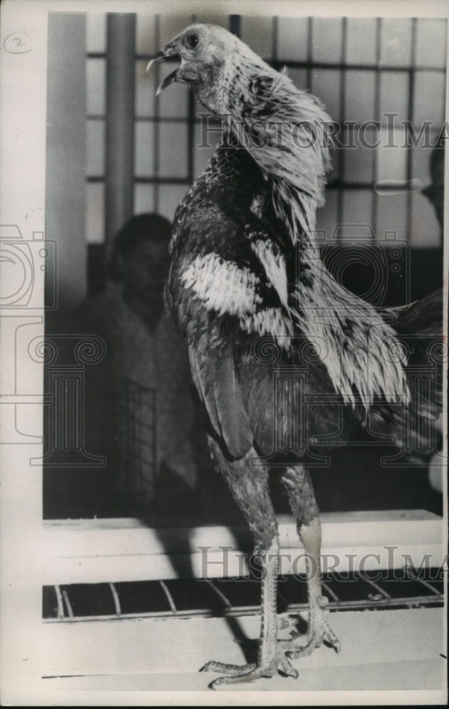 1962 Press Photo John Mathys' Rooster Won the Indiana State Fair with ...