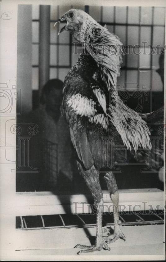 1962 Press Photo John Mathys' Rooster Won the Indiana State Fair with 81 Crows-Historic Images