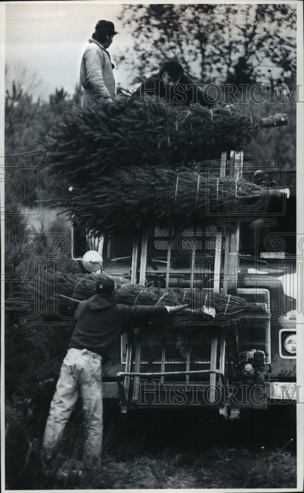 1993 Press Photo Workers Stacking Bundled Christmas Tree For Campbell Company - Historic Images