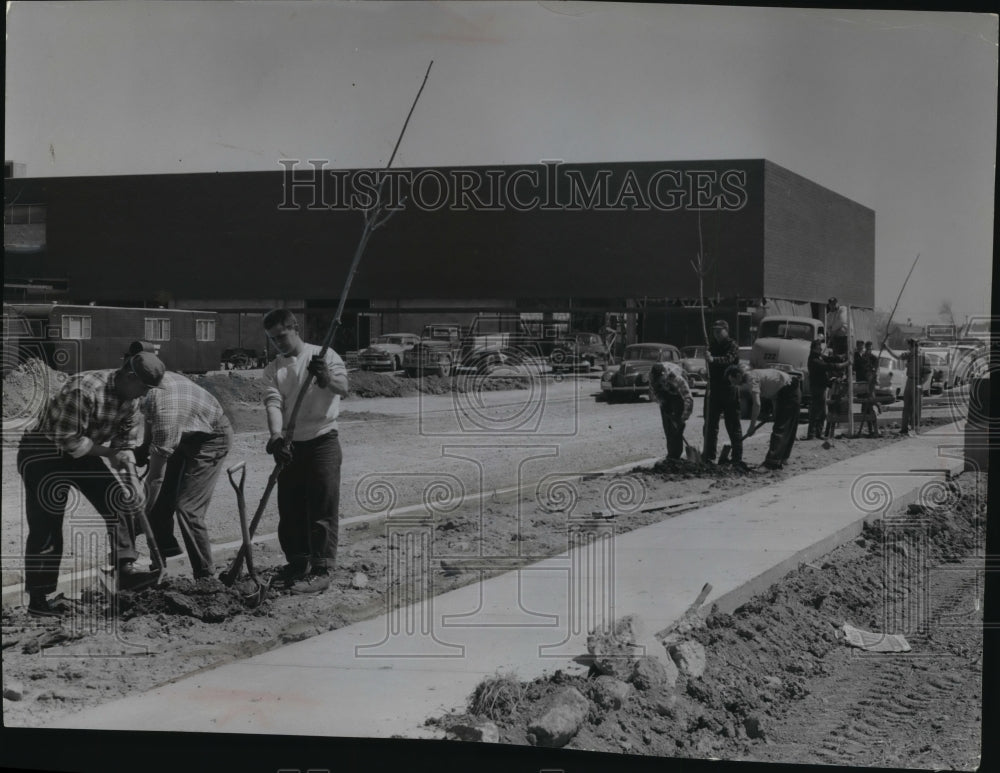 1956 Press Photo City Foresters plant Trees at Capitol Court Shopping Center - Historic Images