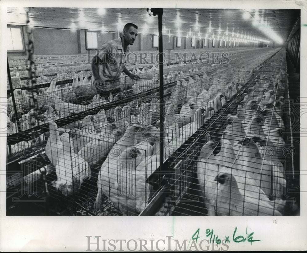 1965 Press Photo Stuart Sepstead Poultry Farm, manager Theodore Radke with flock - Historic Images