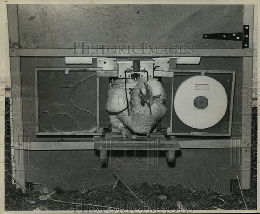 1956 Press Photo Chicken leaving the nest by squeezing through a special opening-Historic Images