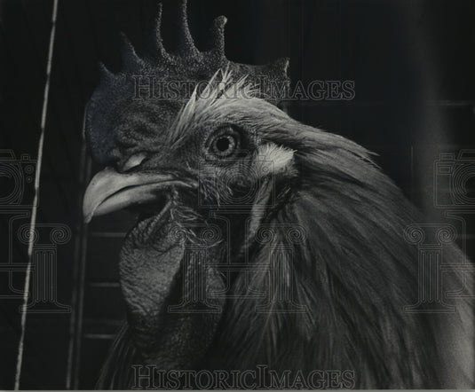 1984 Press Photo Chicken At A Fairground Poultry Show - mja65285 - Historic Images