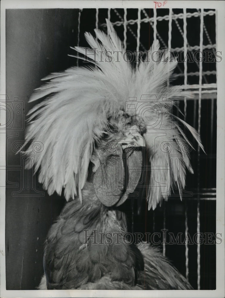 1956 Press Photo Dutch Race Hen at Farm Show at Paris, France - mja65642 - Historic Images