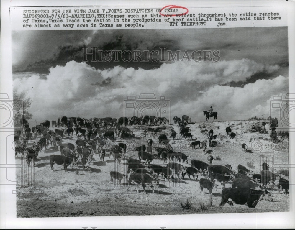 1961 Press Photo Herding Texan Cattle - leader in beef production - mja66243 - Historic Images