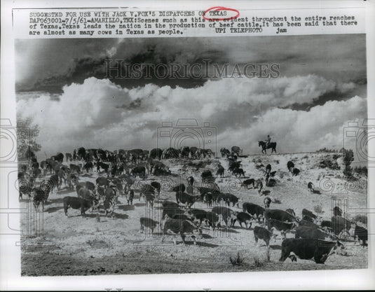 1961 Press Photo Herding Texan Cattle - leader in beef production - mja66243 - Historic Images