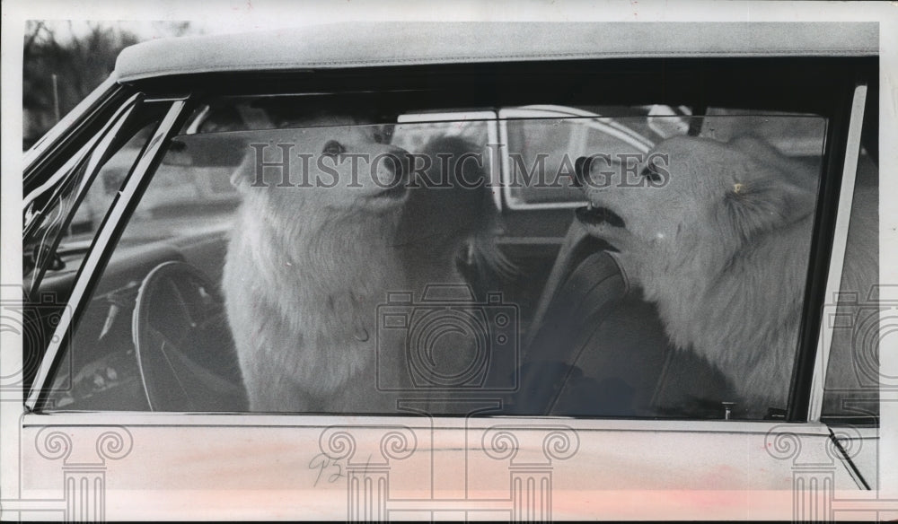 1968 Press Photo Browns&#39; pet Samoyeds waited in the car for their masters return-Historic Images