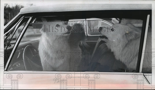 1968 Press Photo Browns' pet Samoyeds waited in the car for their masters return-Historic Images