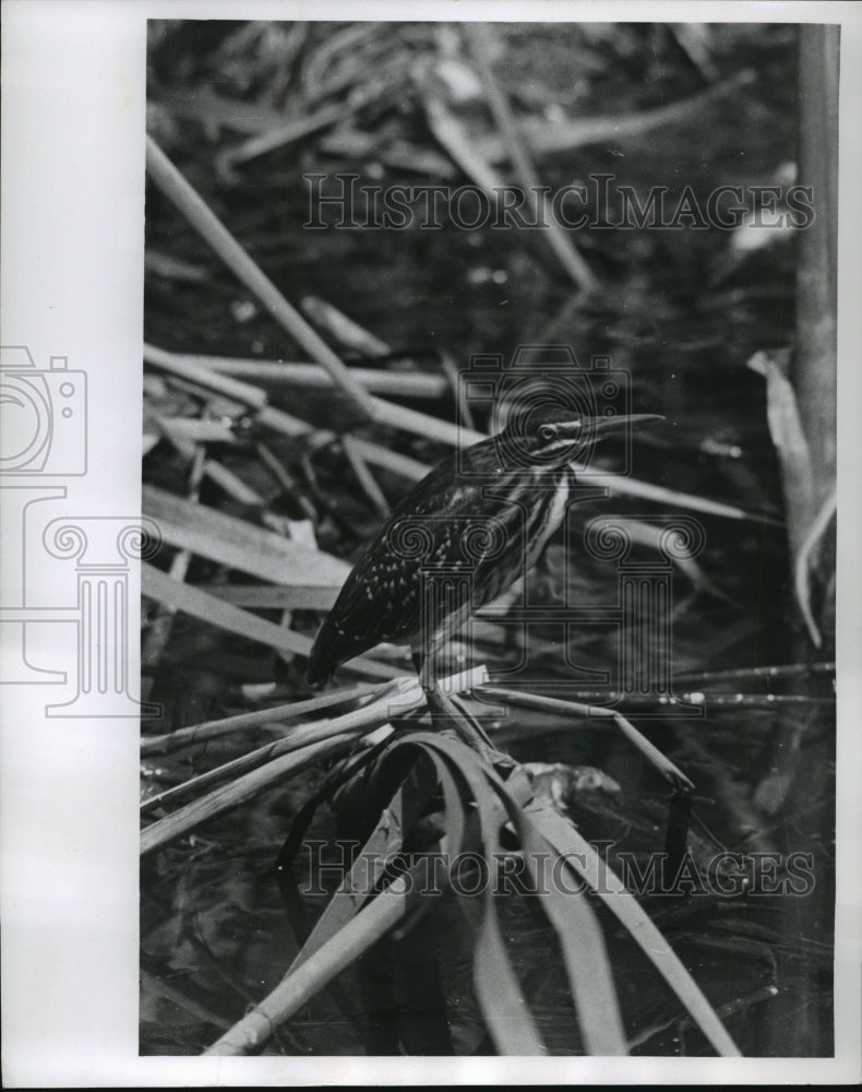 1957 Press Photo A Young Heron in Florida - mja66986 - Historic Images