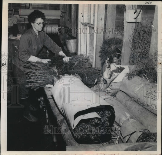 1965 Press Photo Young Christmas Trees Packaged - Historic Images