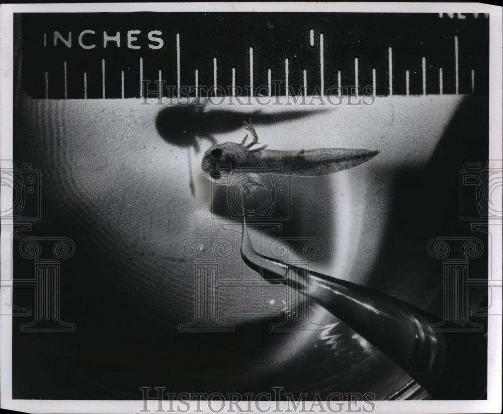 1959 Press Photo View of baby salamander that is used for experimental purposes - Historic Images