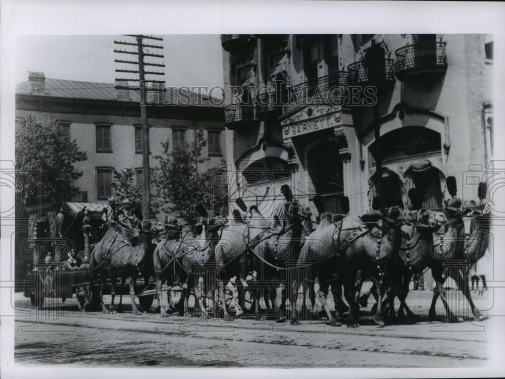 1956 20 Circus Camels Hitched, Deemed Impossible - Historic Images