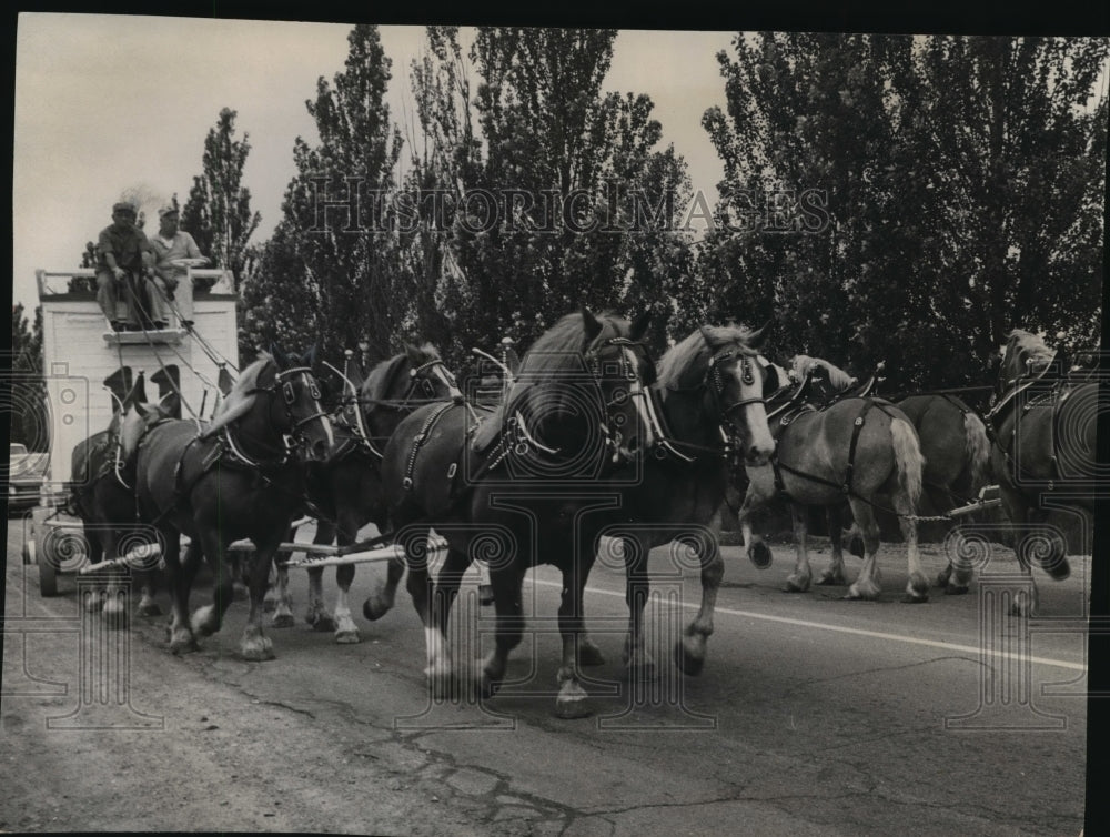 1964 Press Photo Horses were hitched to circus wagons for test run on lake front-Historic Images